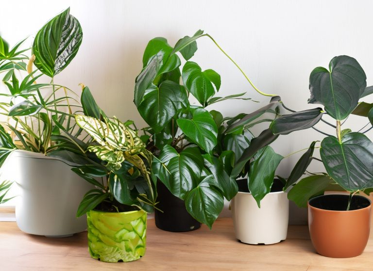 Best house plant for your purpose
