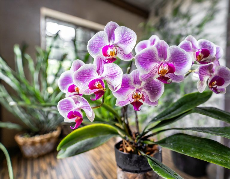 How to care for an Orchid