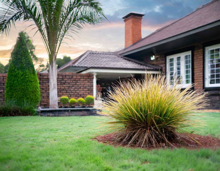 How to care for Xanthorrhoea